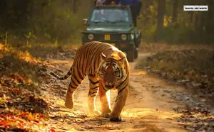 Jungle Safari